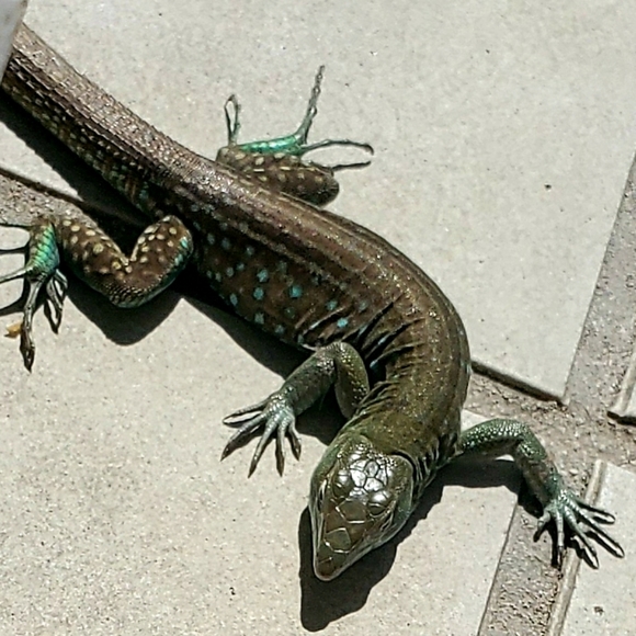 Meet your Posher, Jennifer - Picture 3 of 3